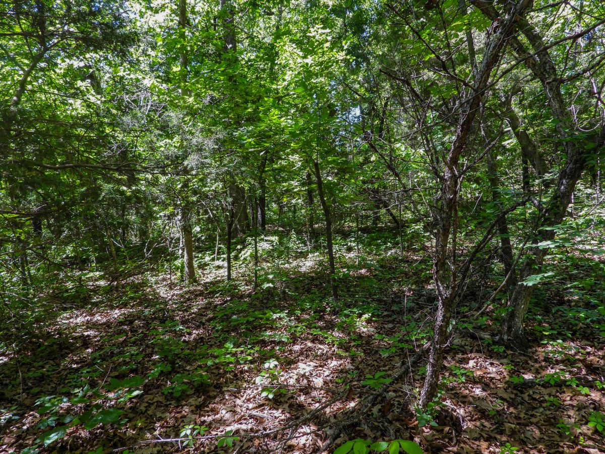 1501 OWL CIR, HORSESHOE BEND, AR 72512 - Image 2