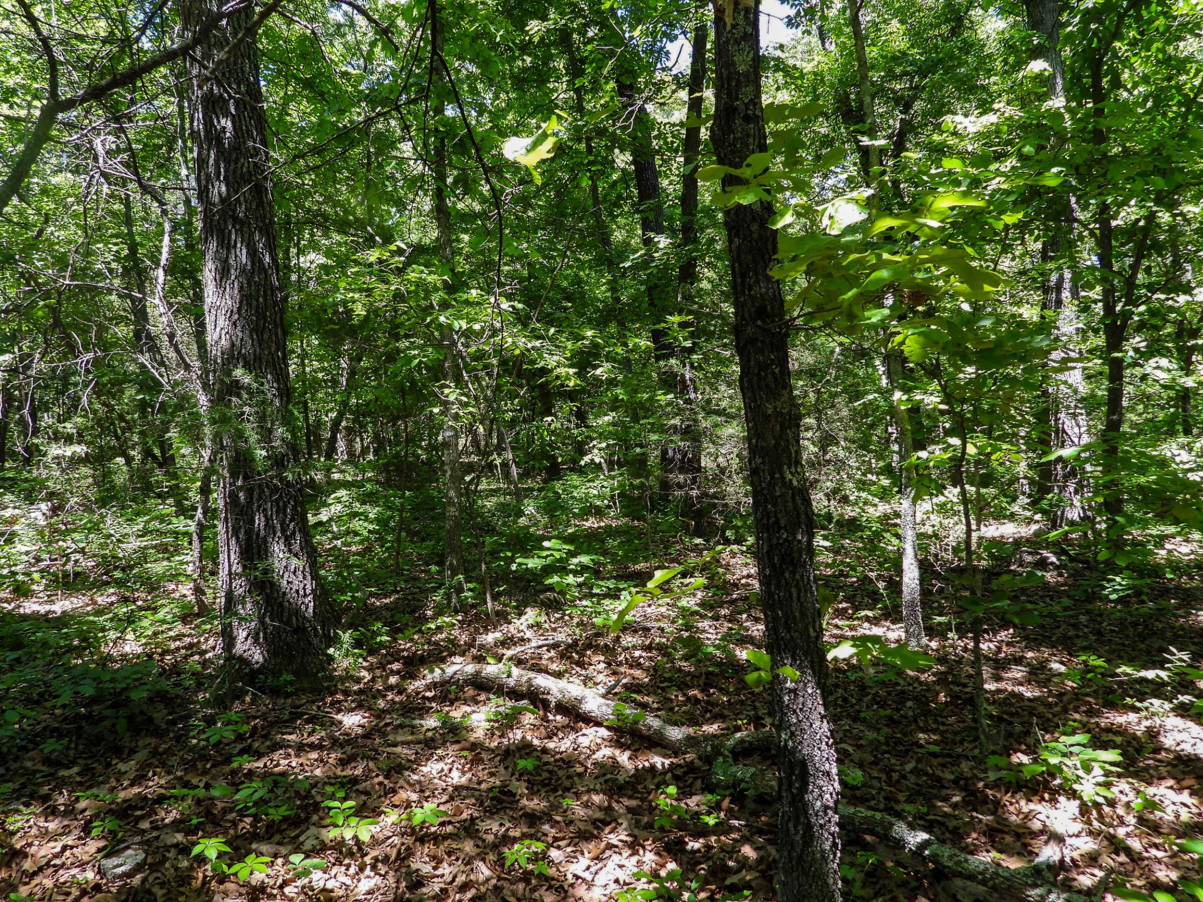 1501 OWL CIR, HORSESHOE BEND, AR 72512 in Izard County, AR