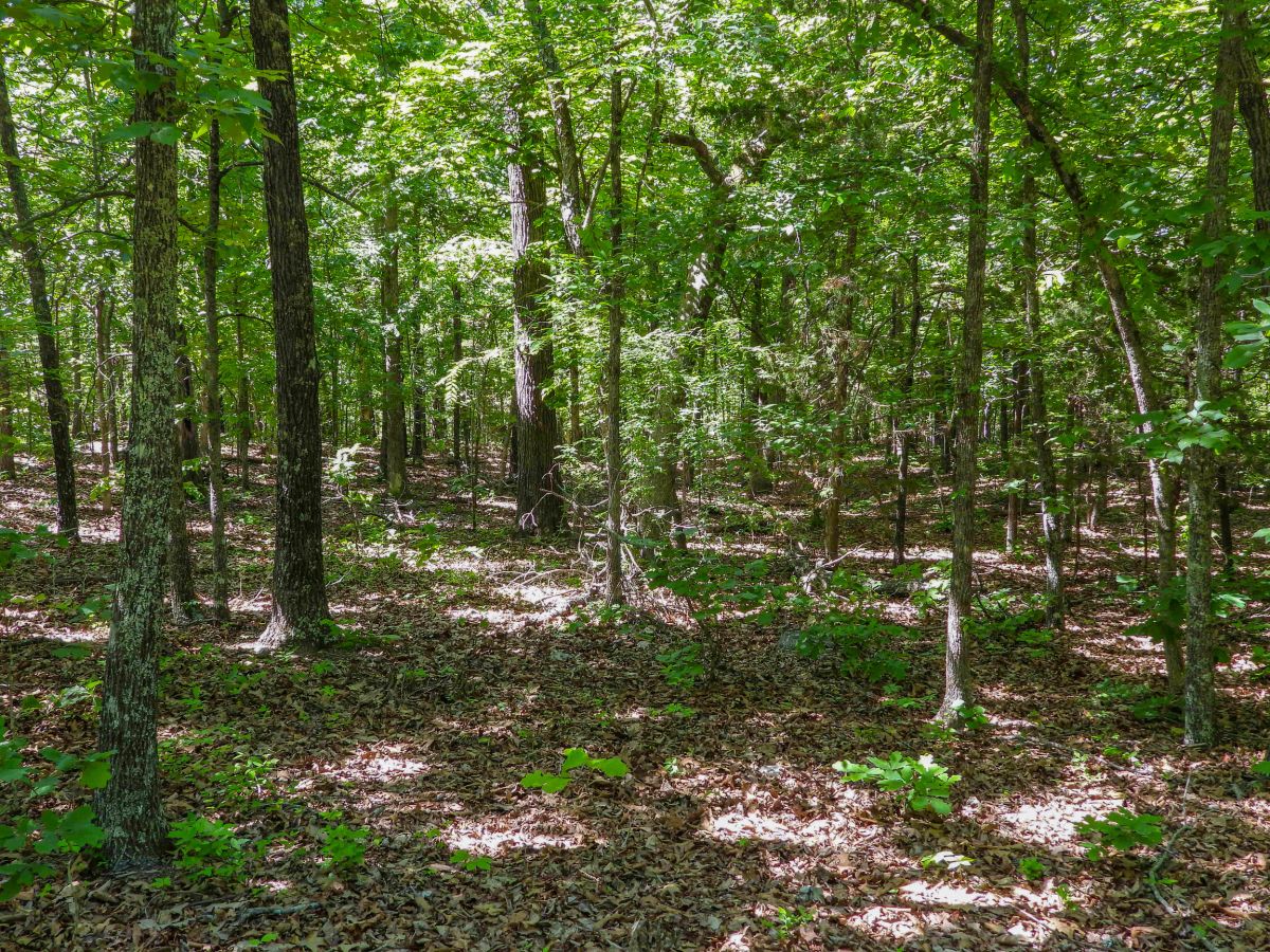 1104 TEXAS DR, HORSESHOE BEND, AR 72512 - Image 4
