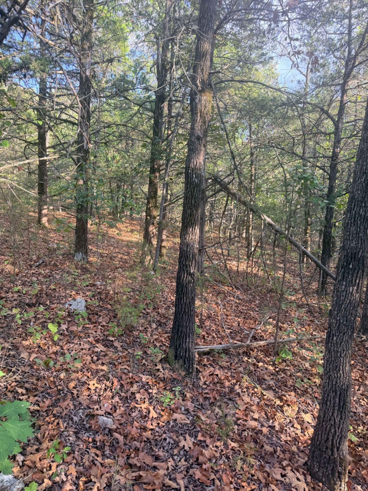 Decorative background for 1107 CANARY LN, HORSESHOE BEND, AR 72512 image 6