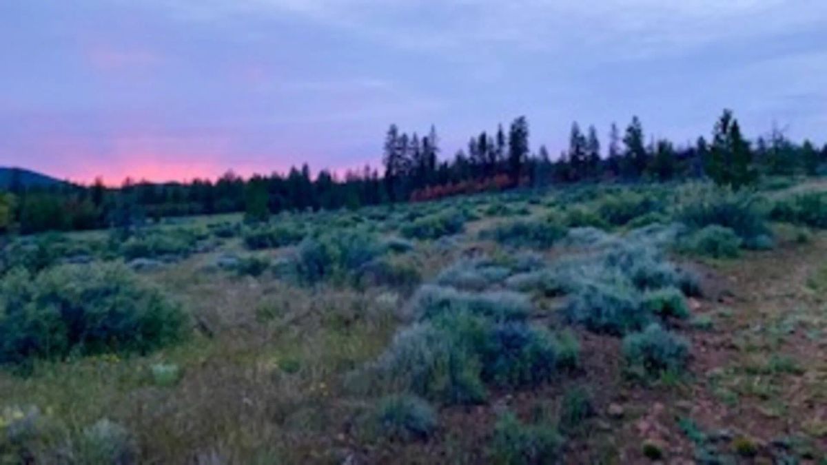 Decorative background for Own 1.52 Acres of Raw, Untamed Oregon Wilderness – No Bull, No Beauty! image 5