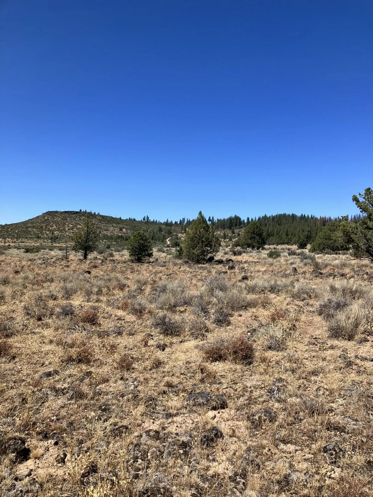 Decorative background for Own 1.52 Acres of Raw, Untamed Oregon Wilderness – No Bull, No Beauty! image 8