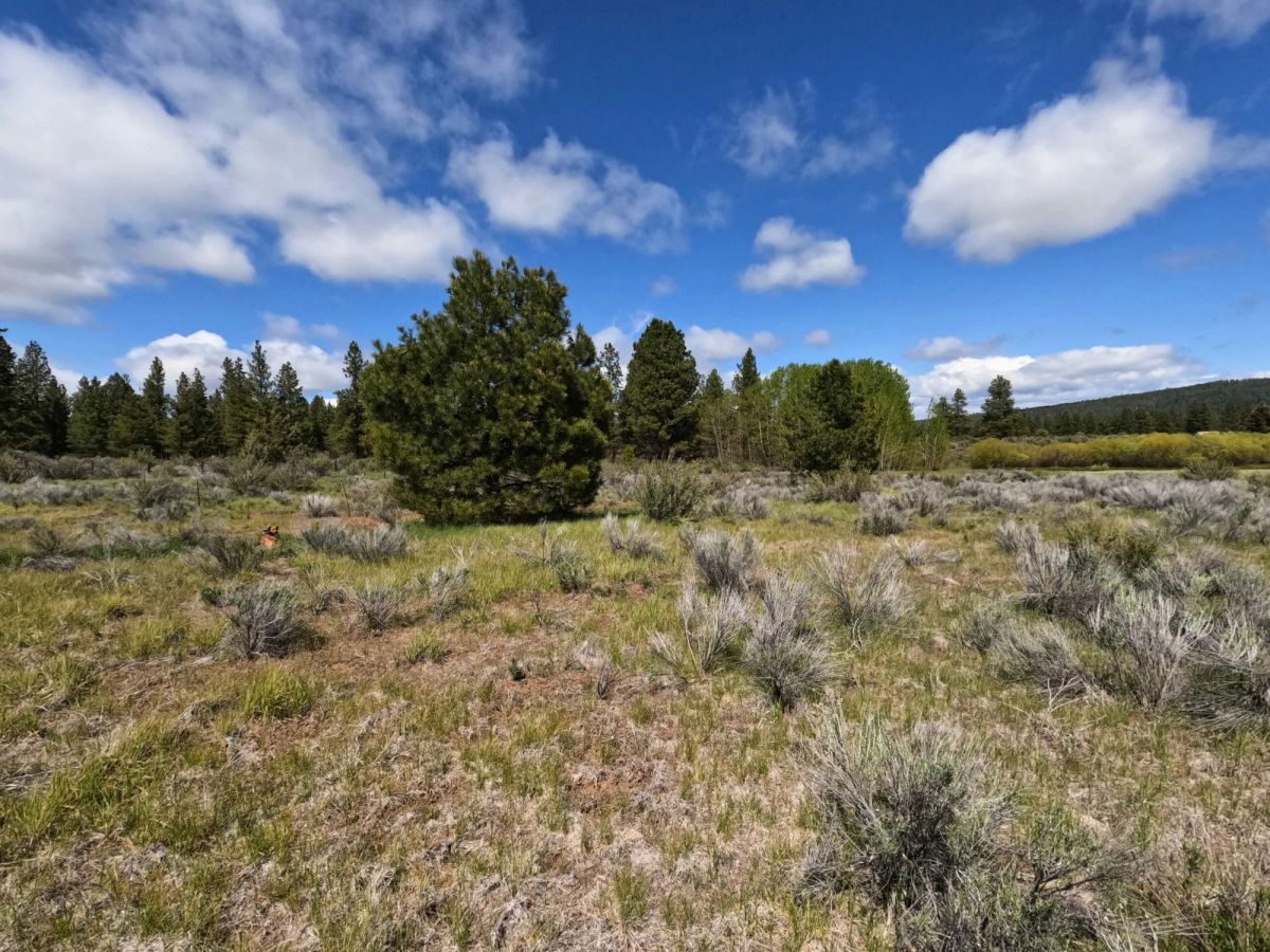 Decorative background for 0.52-Acre Buildable Lot Near Agency Lake – Zoned R-2 – Ready for Development image 8
