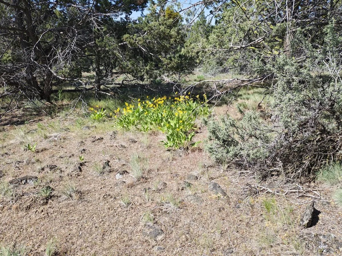 Decorative background for 1.91 Acres of Buildable Residential Land in Bonanza, Oregon – Prime Access, Power Nearby, and Ready for Your Plans image 8