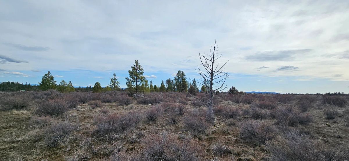 Decorative background for 🌲 Prime Wilderness Lot Available Now! 🏞️ image 5