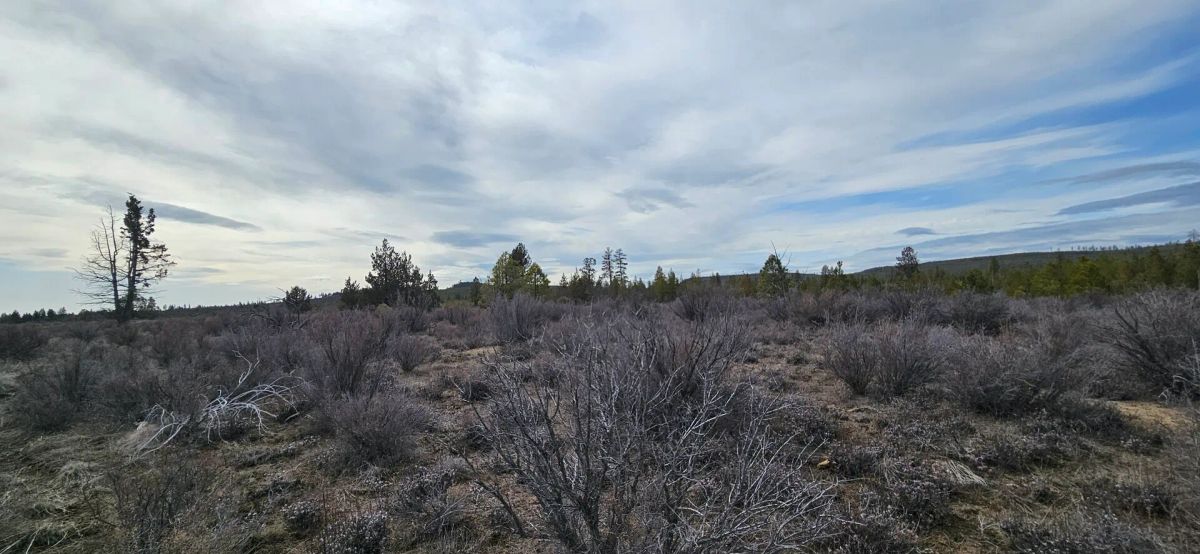 Decorative background for 🌲 Prime Wilderness Lot Available Now! 🏞️ image 6