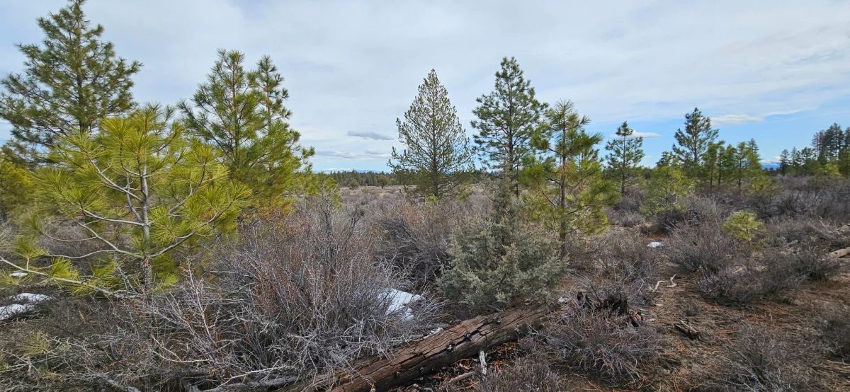Decorative background for 🌲 Prime Wilderness Lot Available Now! 🏞️ image 7