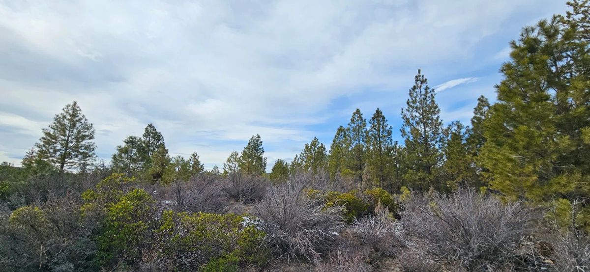 Decorative background for 🌲 Prime Wilderness Lot Available Now! 🏞️ image 8