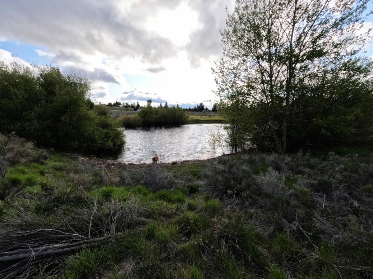 Decorative background for .43 Acres – Buildable Lot with Pond & Utilities in Lakeside Community image 15