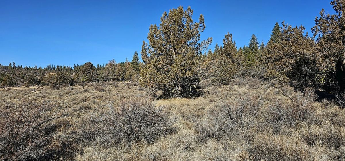 Decorative background for Rare 1.46 Acre off-grid parcel on lower plateau! image 8