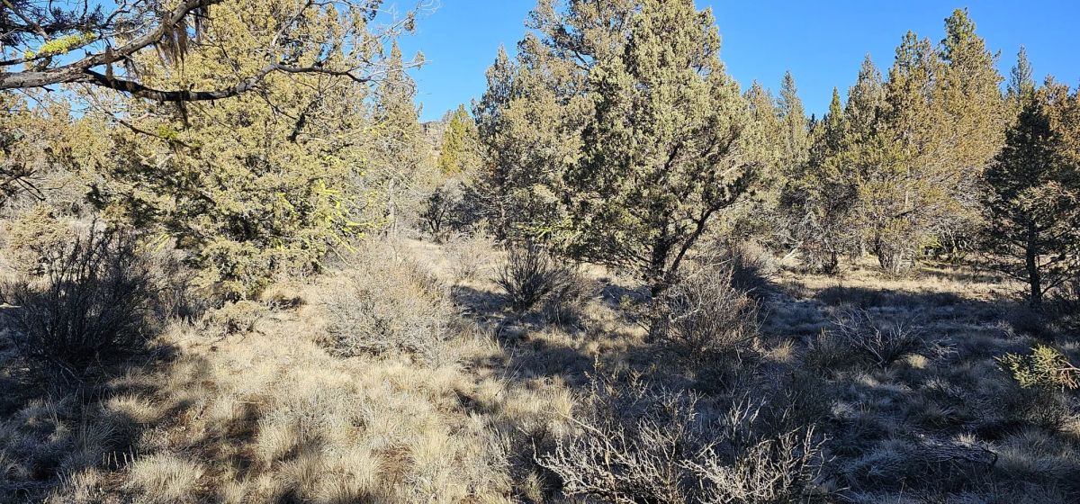 Decorative background for Rare 1.46 Acre off-grid parcel on lower plateau! image 9