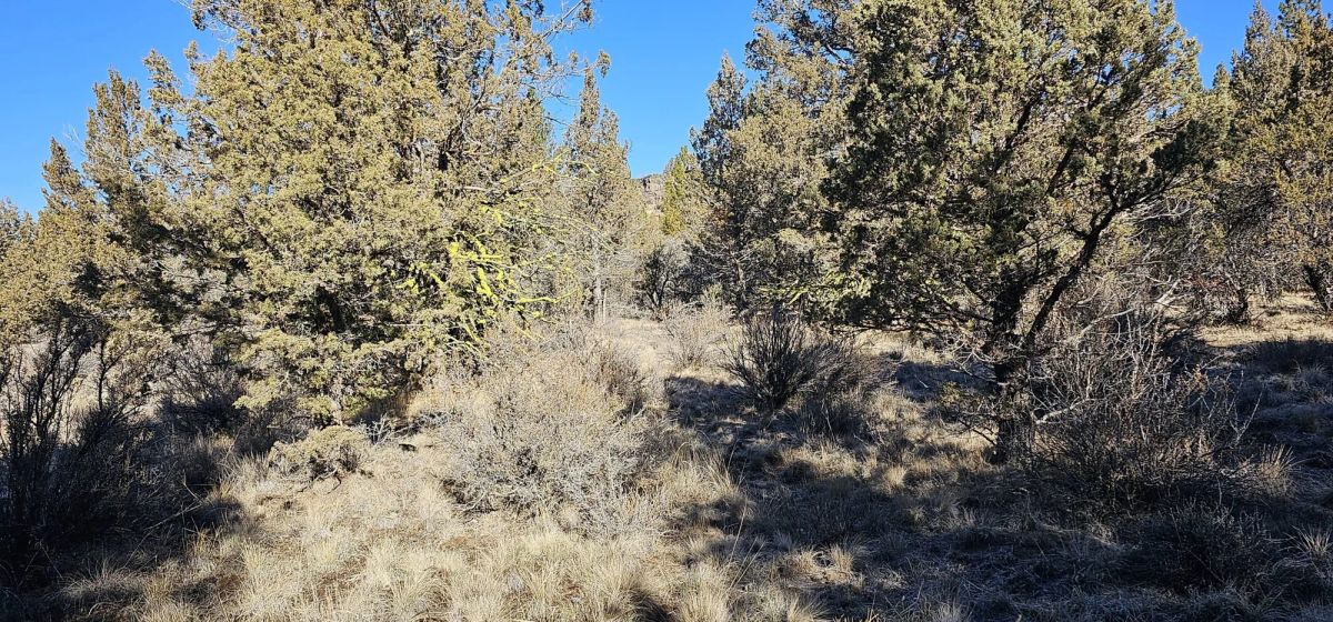 Decorative background for Rare 1.46 Acre off-grid parcel on lower plateau! image 10