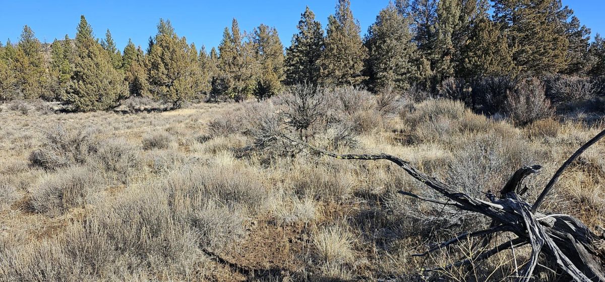 Decorative background for Rare 1.46 Acre off-grid parcel on lower plateau! image 11