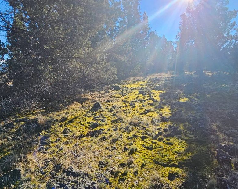 🌲🏞️ Nature Lover’s Paradise in Nimrod River Park, Sprague River, Oregon! 🏞️🌲 in Klamath County, OR