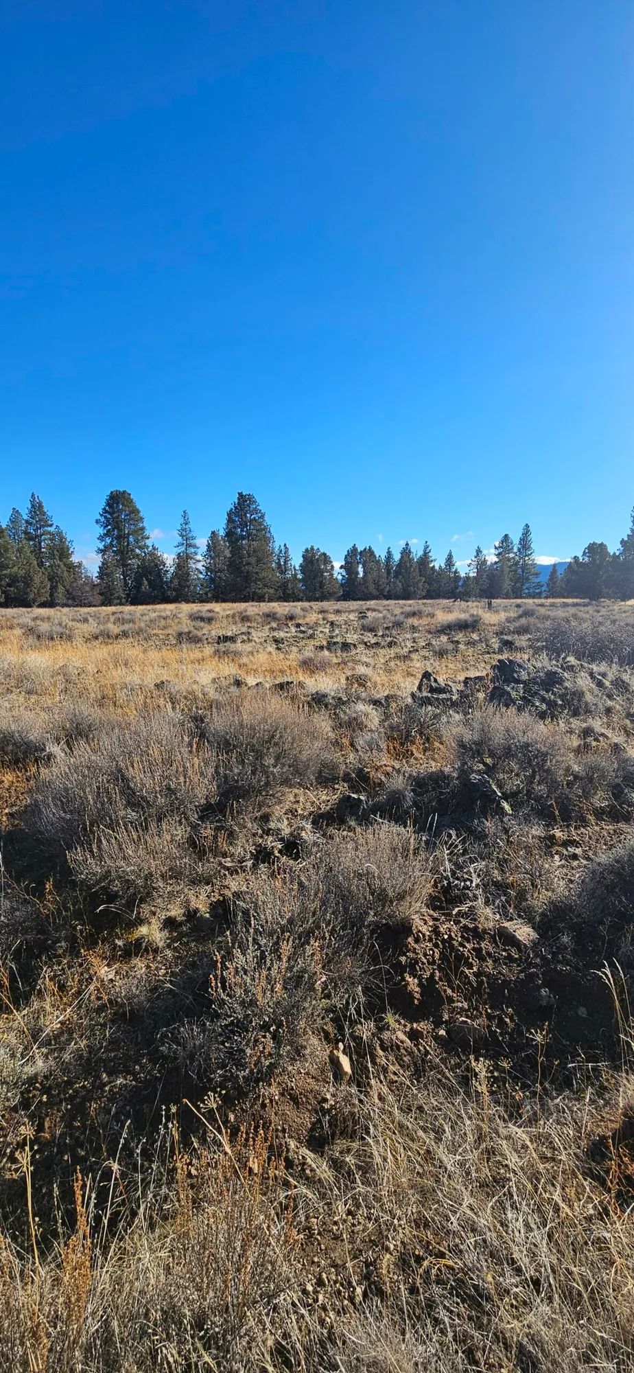 🌲🏞️ Nature Lover’s Paradise in Nimrod River Park, Sprague River, Oregon! 🏞️🌲 - Image 3