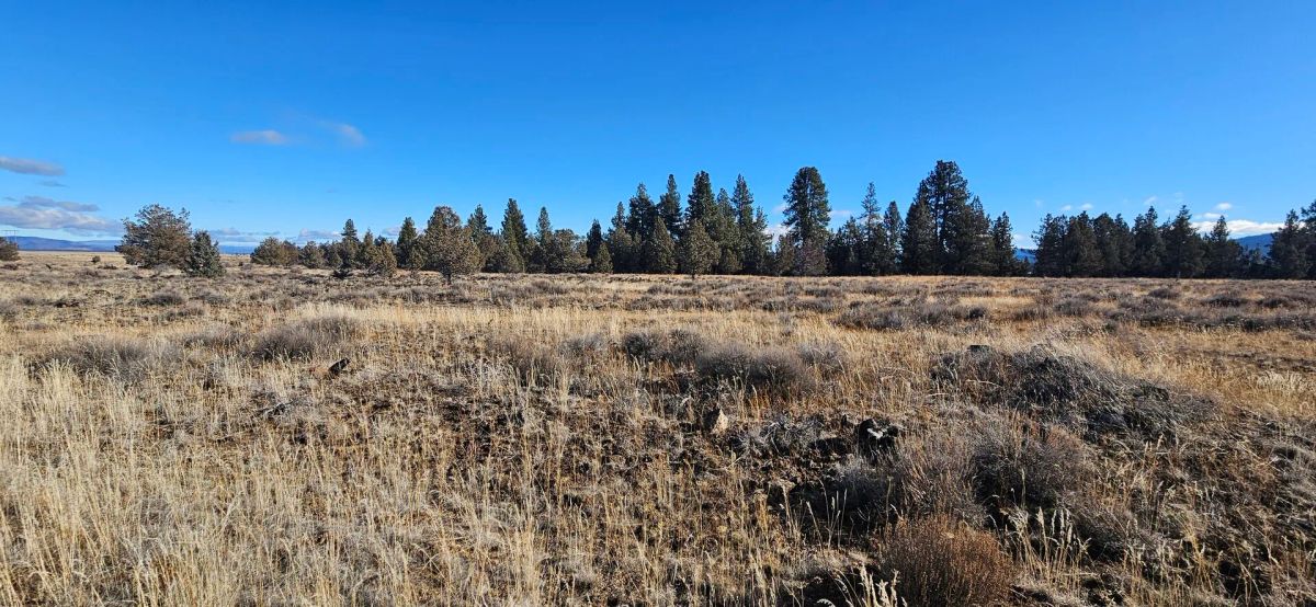 🌲🏞️ Nature Lover’s Paradise in Nimrod River Park, Sprague River, Oregon! 🏞️🌲 - Image 4