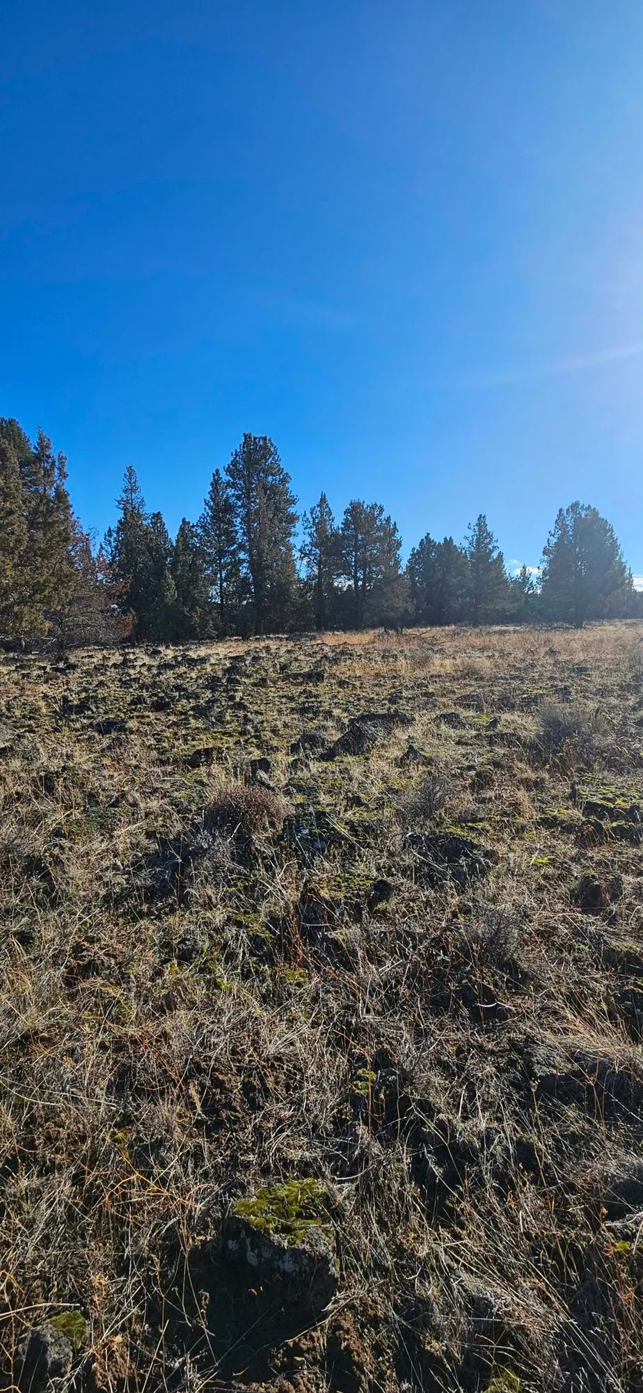 Decorative background for 🌲🏞️ Nature Lover’s Paradise in Nimrod River Park, Sprague River, Oregon! 🏞️🌲 image 6