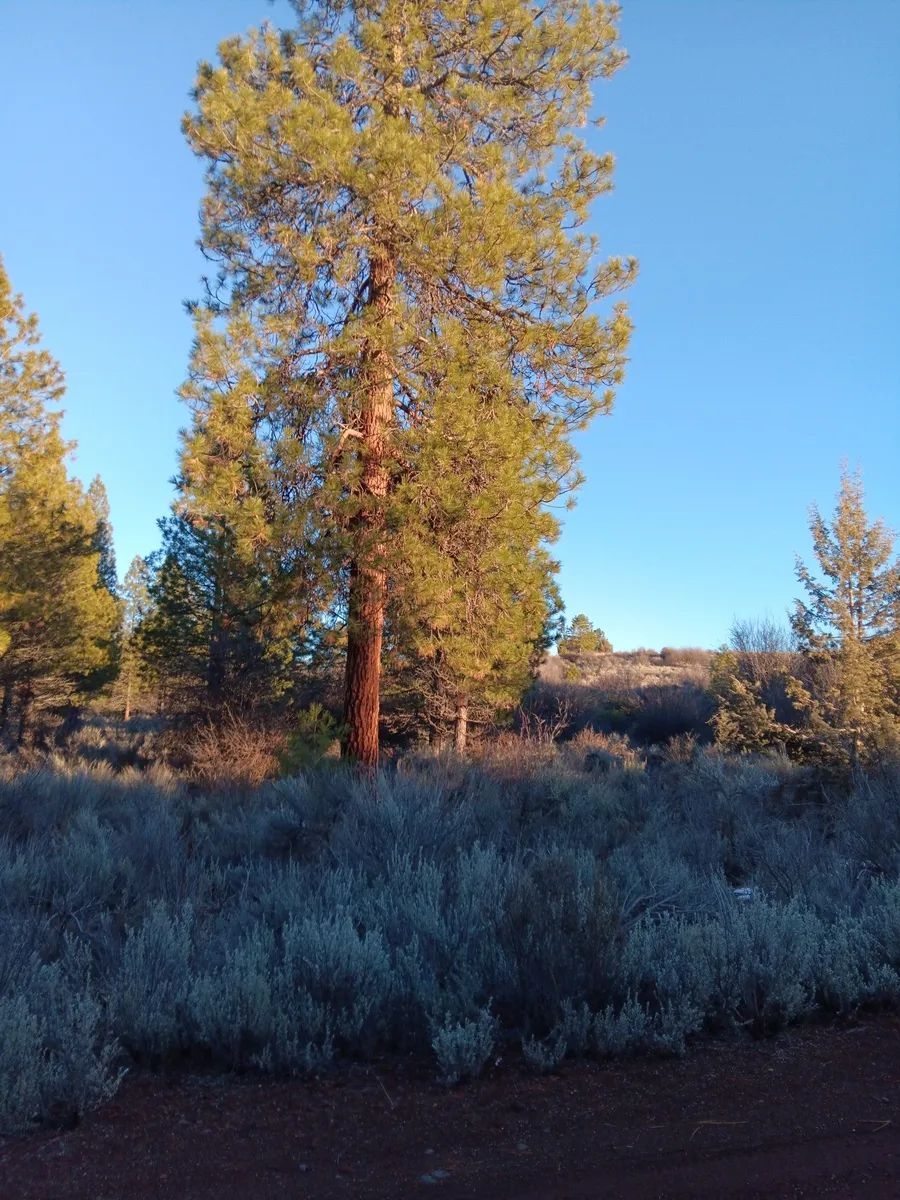 Decorative background for .39 Acre Corner Lot with Utilities & Private Lake Access – Oregon Shores 2, Chiloquin, Oregon image 7
