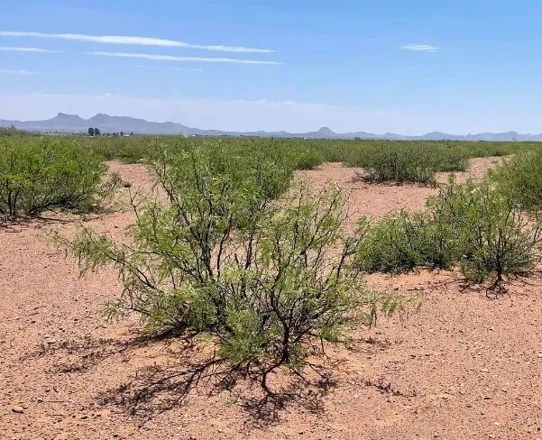 0.49 Acres for Sale in Douglas, Arizona in Cochise County, AZ
