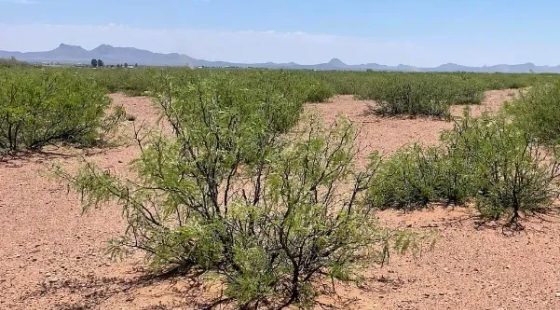 0.49 Acres for Sale in Douglas, Arizona in Cochise County, AZ
