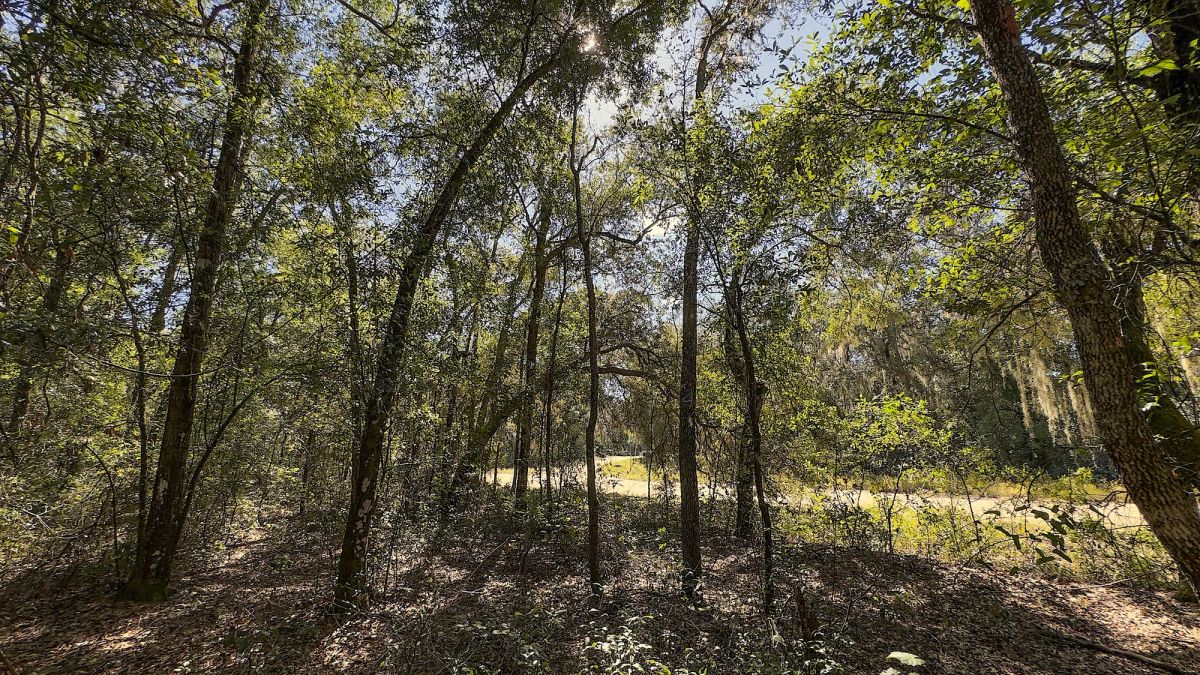 Decorative background for 0.22 Acres Land Next To Paved Road For Sale In Interlachen image 8