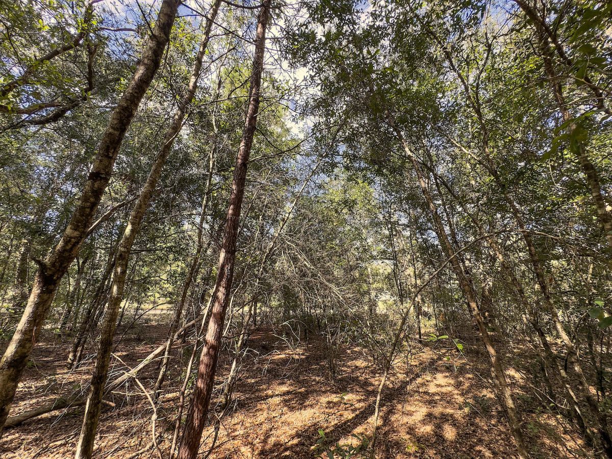 Decorative background for 0.38 Acres Corner Lot In Interlachen image 9