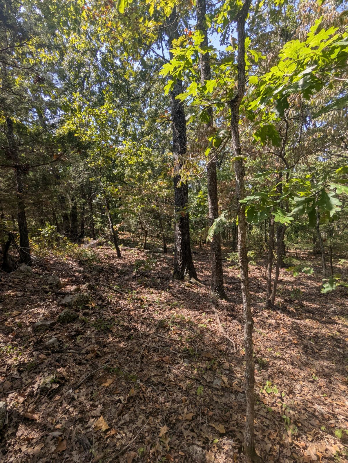 Decorative background for Lake Living Awaits! 0.55 Acres in Horseshoe Bend, AR image 14