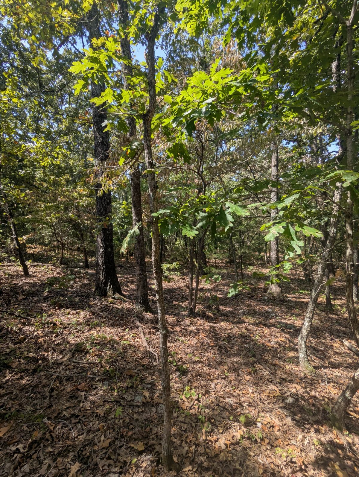 Decorative background for Lake Living Awaits! 0.55 Acres in Horseshoe Bend, AR image 15