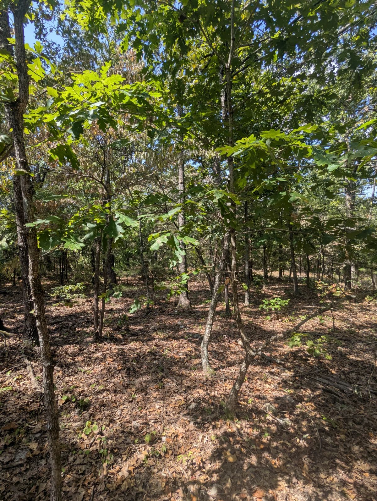 Decorative background for Lake Living Awaits! 0.55 Acres in Horseshoe Bend, AR image 16