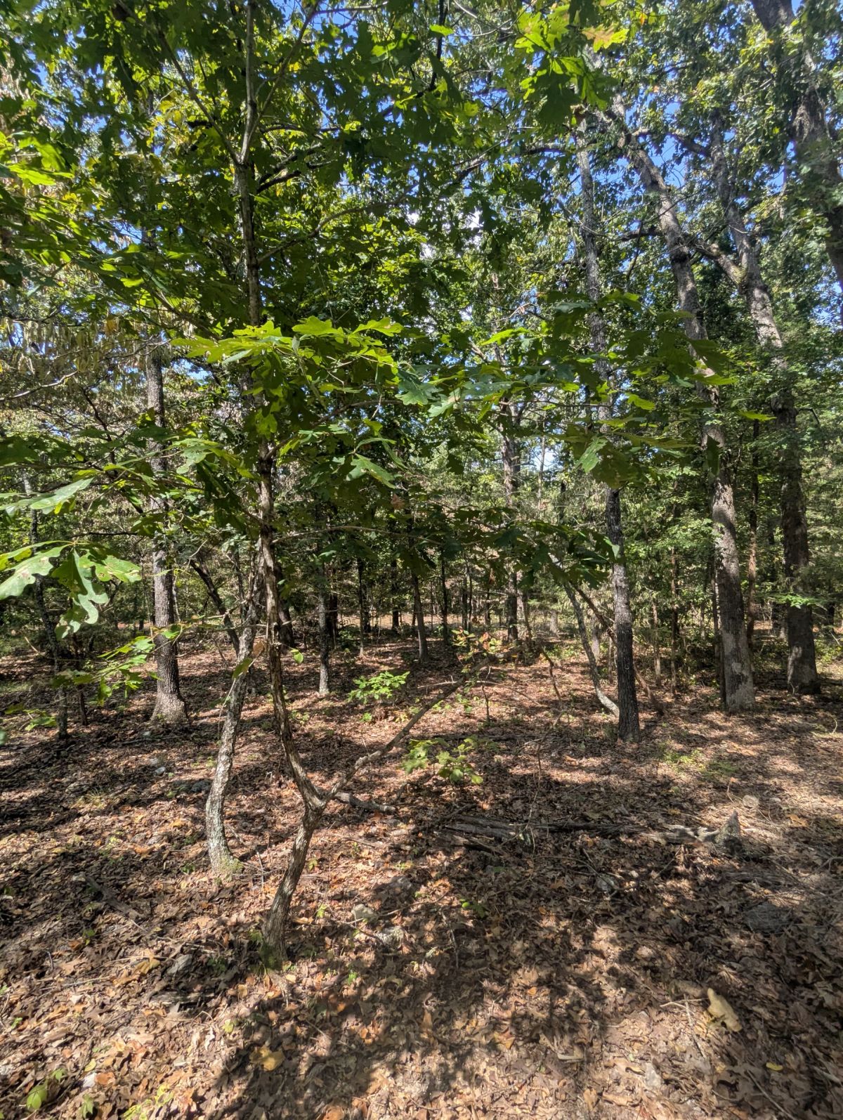 Decorative background for Lake Living Awaits! 0.55 Acres in Horseshoe Bend, AR image 17