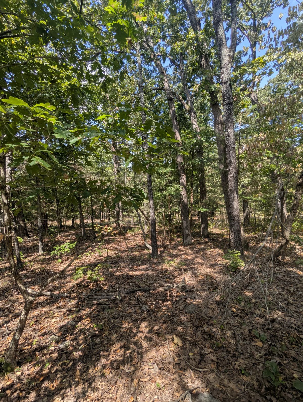 Decorative background for Lake Living Awaits! 0.55 Acres in Horseshoe Bend, AR image 18