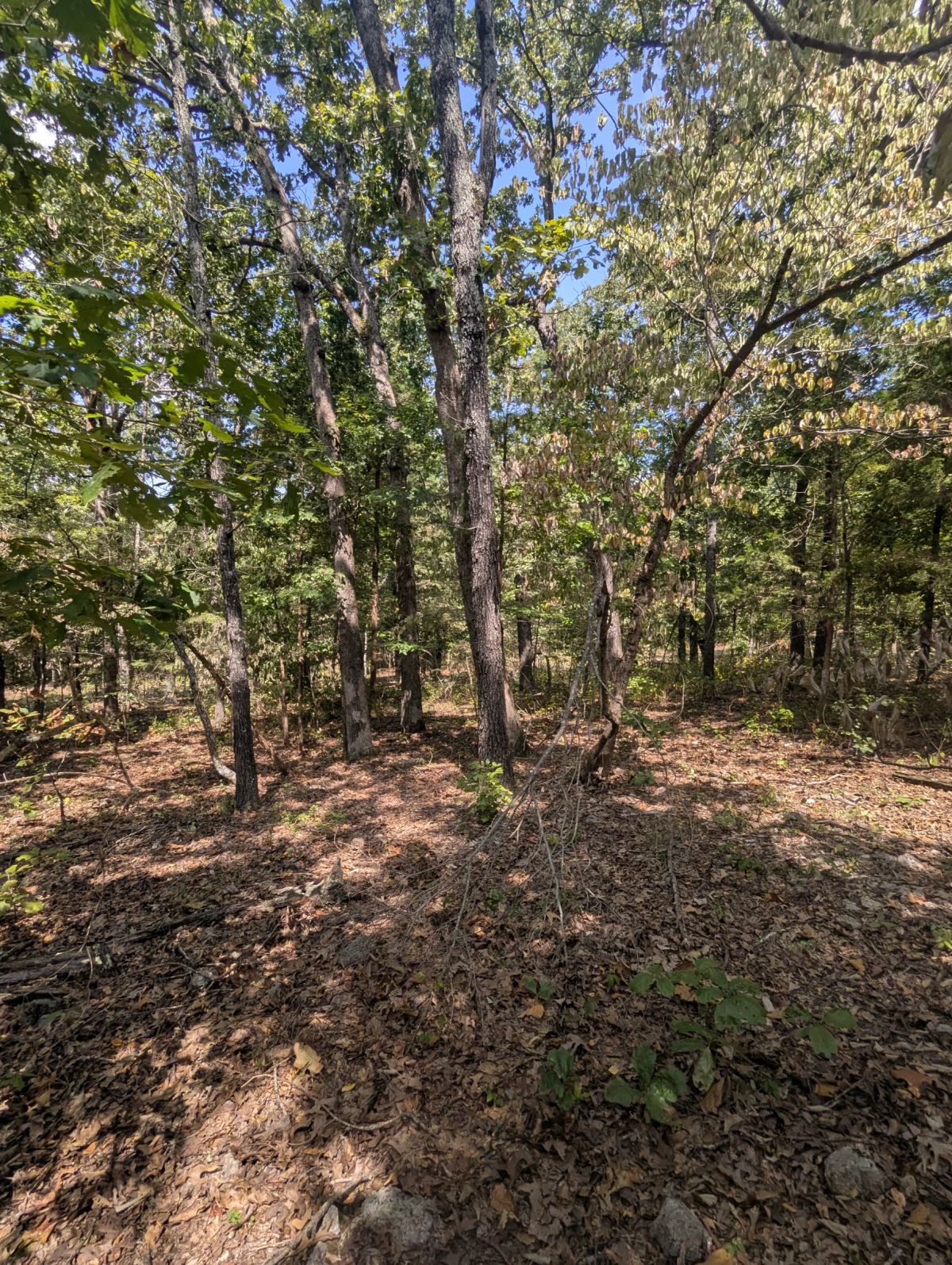 Decorative background for Lake Living Awaits! 0.55 Acres in Horseshoe Bend, AR image 19