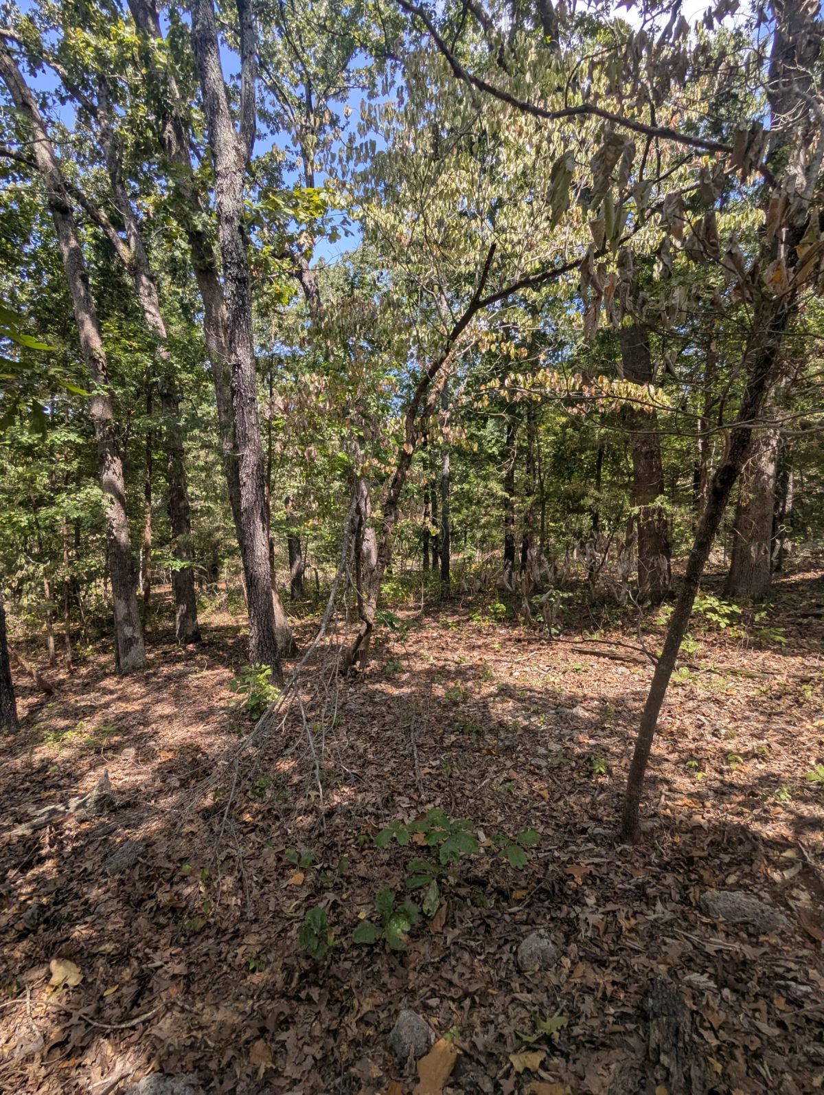 Decorative background for Lake Living Awaits! 0.55 Acres in Horseshoe Bend, AR image 20