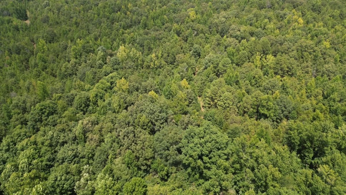 12.95 Acres For Sale in Conway County Arkansas! - Image 3