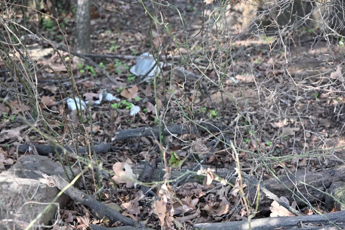 Decorative background for 1.97 Acres with Owner Financing and $1,695 Down in Franklin County, Arkansas image 24