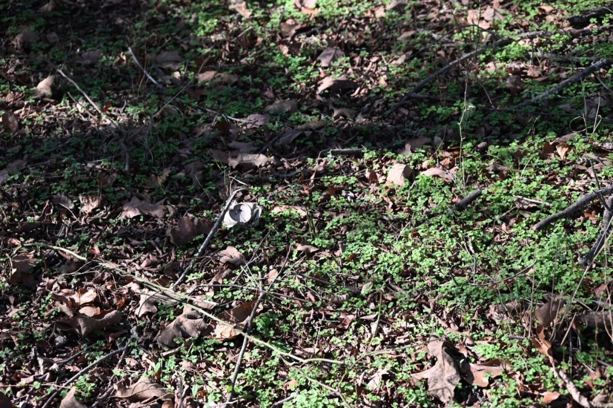 Decorative background for 1.97 Acres with Owner Financing and $1,695 Down in Franklin County, Arkansas image 26