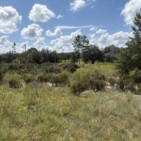Prime Levy County, FL Outdoor Sportsman Lot for Sale Near World-Class Springs & Gulf Coast in Levy County, FL