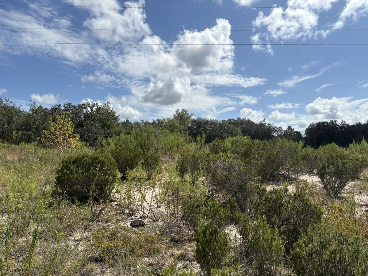 Decorative background for Prime Levy County, FL Outdoor Sportsman Lot for Sale Near World-Class Springs & Gulf Coast image 6