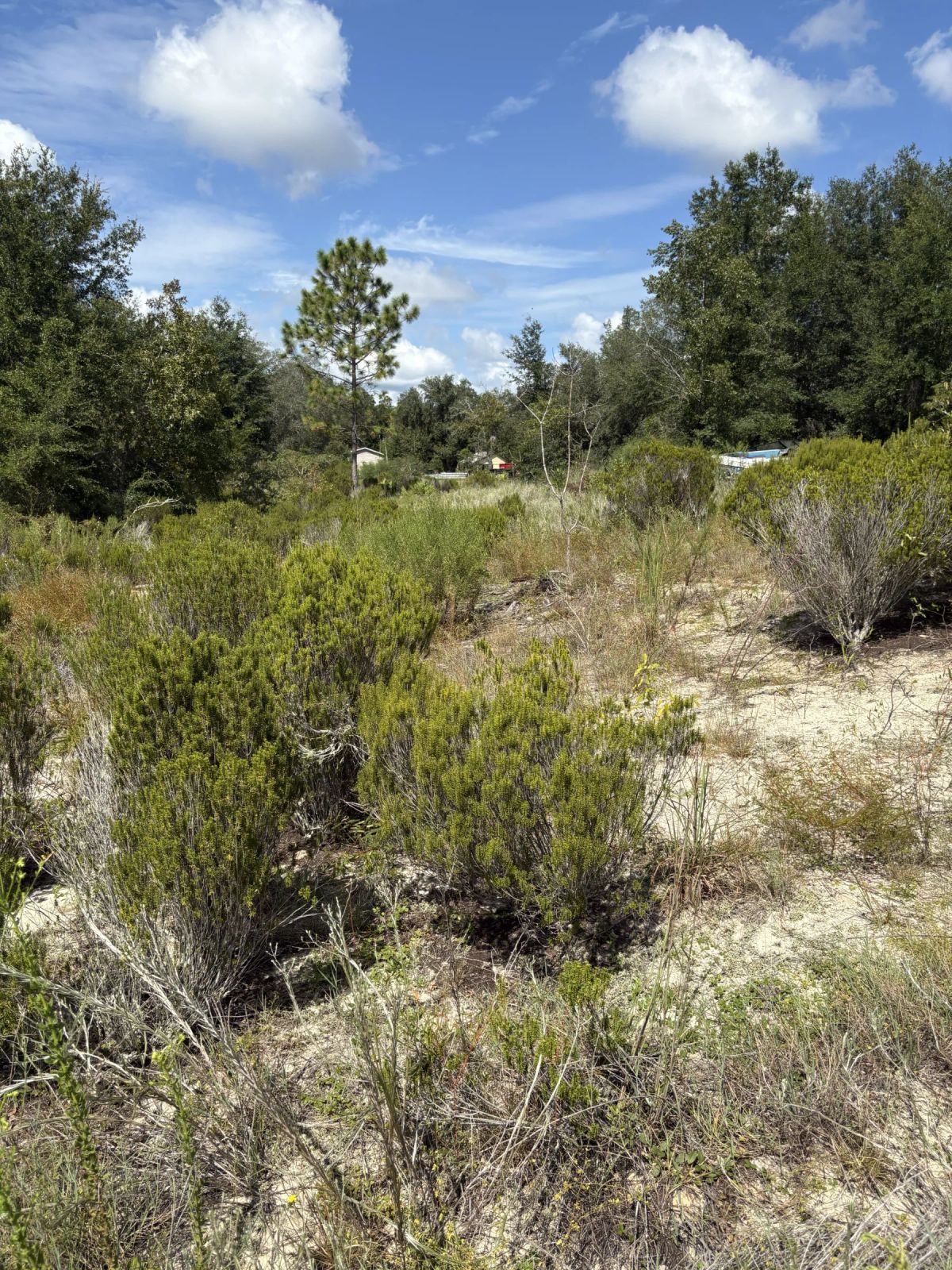 Decorative background for Prime Levy County, FL Outdoor Sportsman Lot for Sale Near World-Class Springs & Gulf Coast image 8