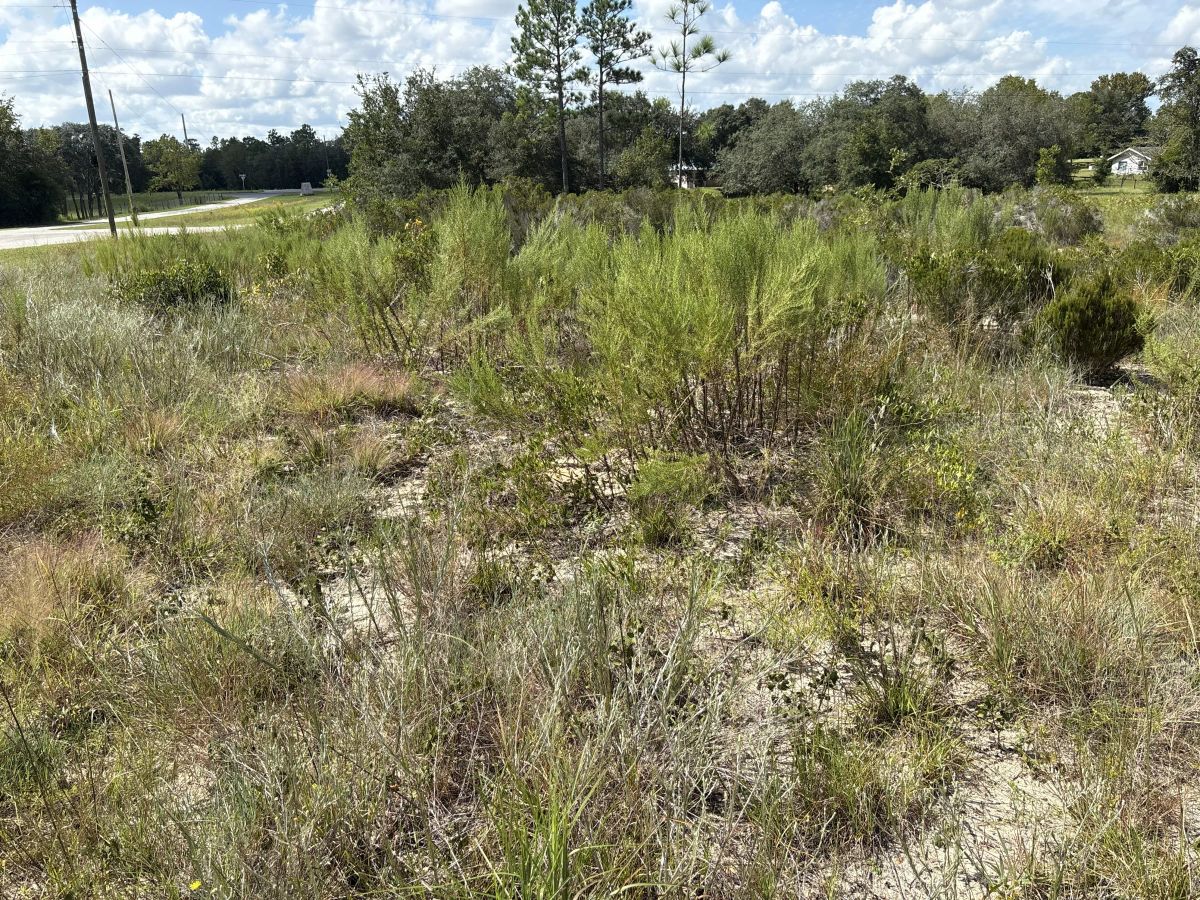 Decorative background for Prime Levy County, FL Outdoor Sportsman Lot for Sale Near World-Class Springs & Gulf Coast image 11