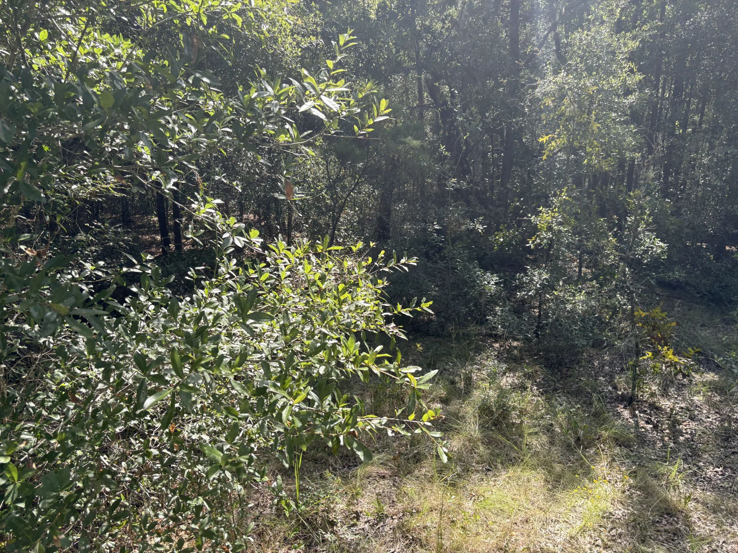 Build Toward a Simpler FL Life Affordably with Vacant Land in Levy County, FL