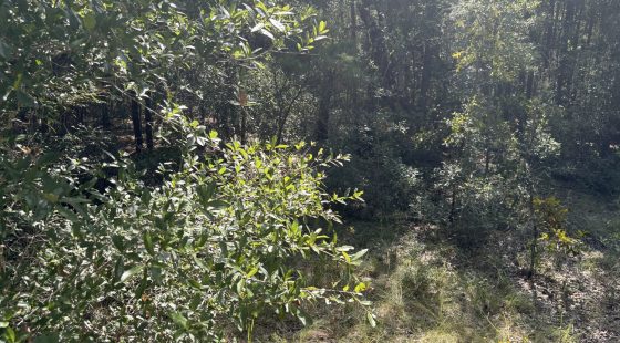 Build Toward a Simpler FL Life Affordably with Vacant Land in Levy County, FL