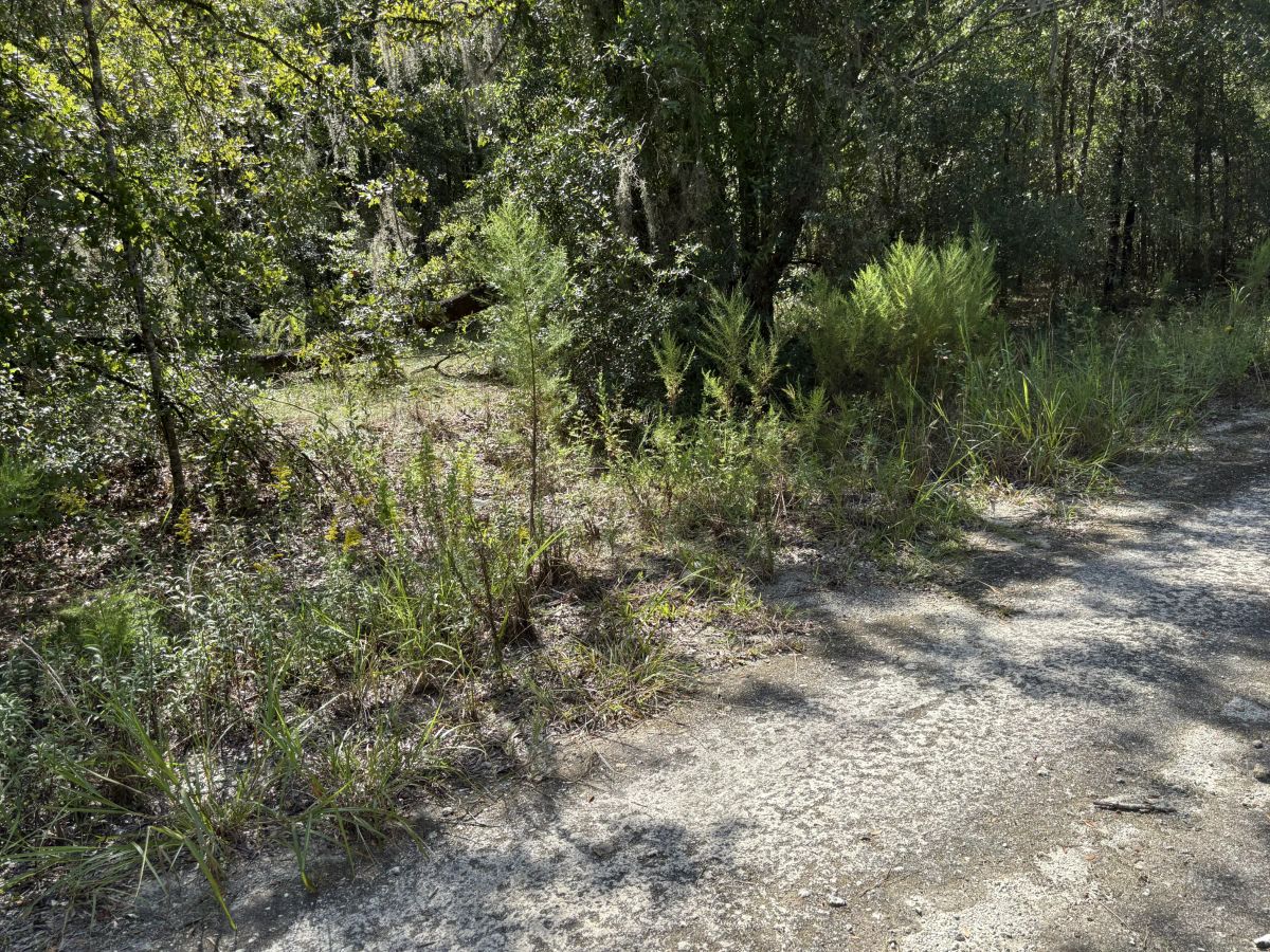 Decorative background for Build Toward a Simpler FL Life Affordably with Vacant Land image 8