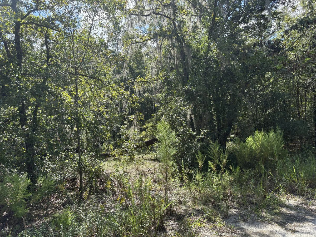 Decorative background for Build Toward a Simpler FL Life Affordably with Vacant Land image 10