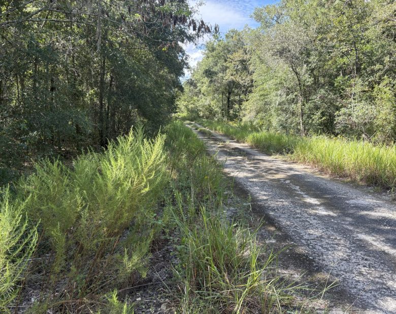 Build Toward a Simpler FL Life Affordably with Vacant Land in Levy County, FL