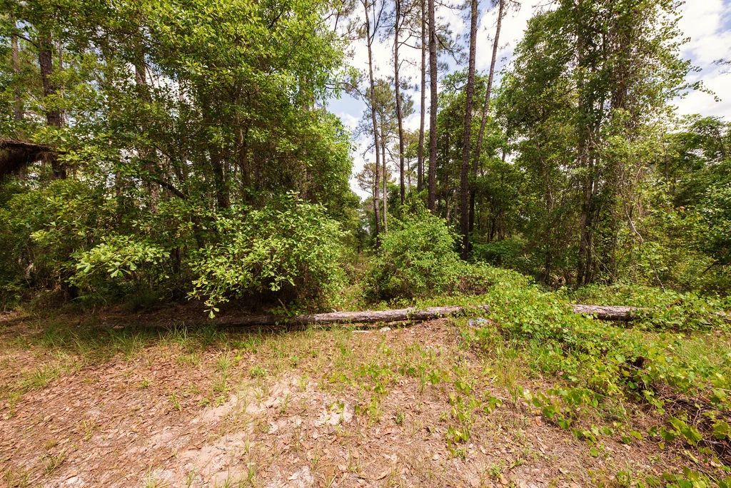 Buy .46 Acres w/o Breaking the Bank - Image 4