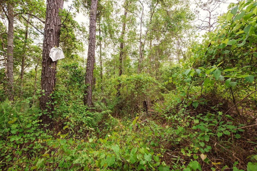 Decorative background for Buy .46 Acres w/o Breaking the Bank image 11