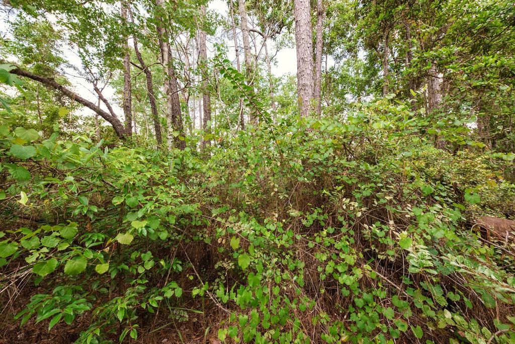 Decorative background for Buy .46 Acres w/o Breaking the Bank image 6