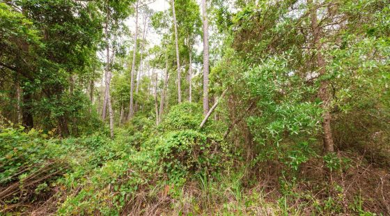 Buy .46 Acres w/o Breaking the Bank in Putnam County, FL