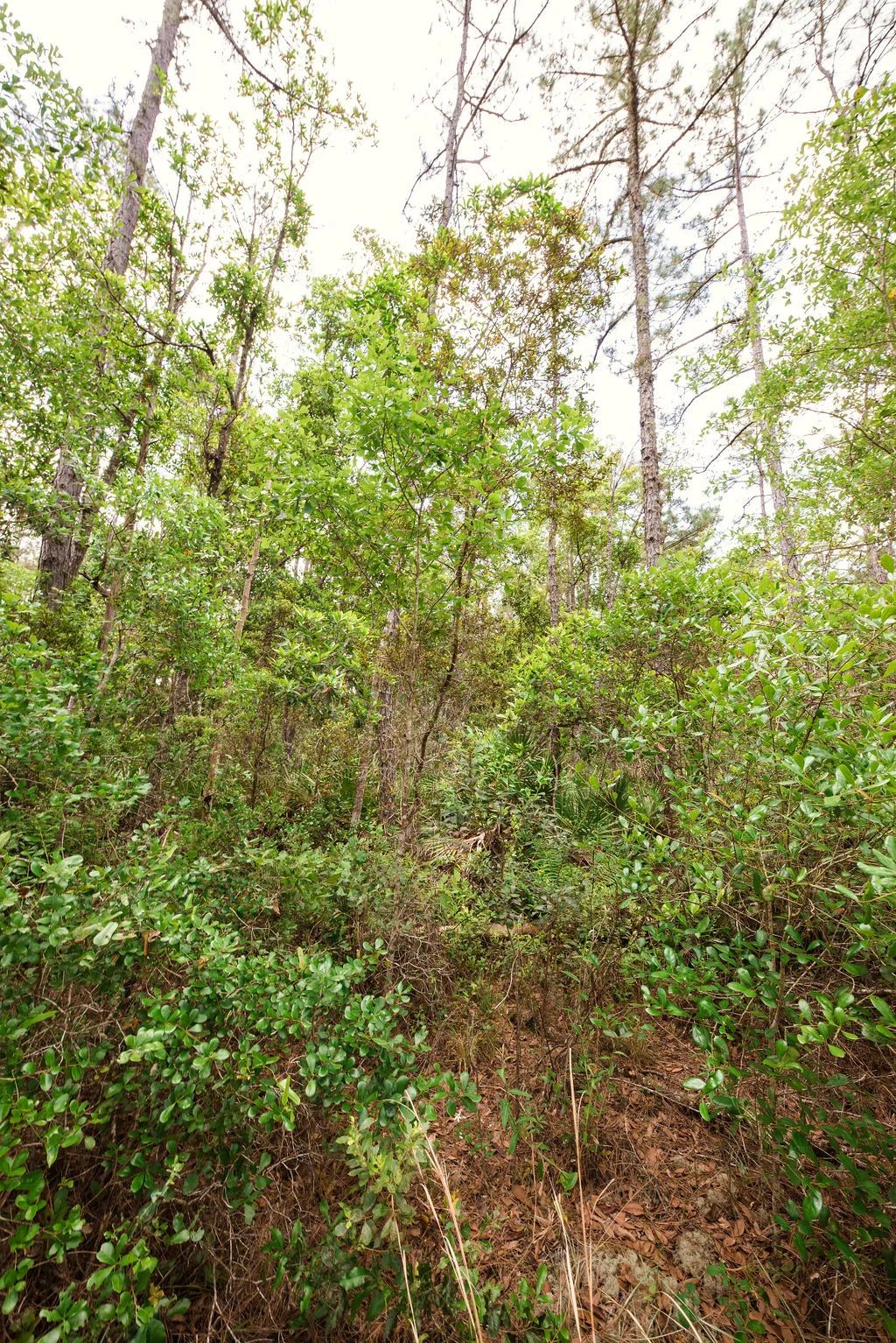 Decorative background for Buy .46 Acres w/o Breaking the Bank image 13